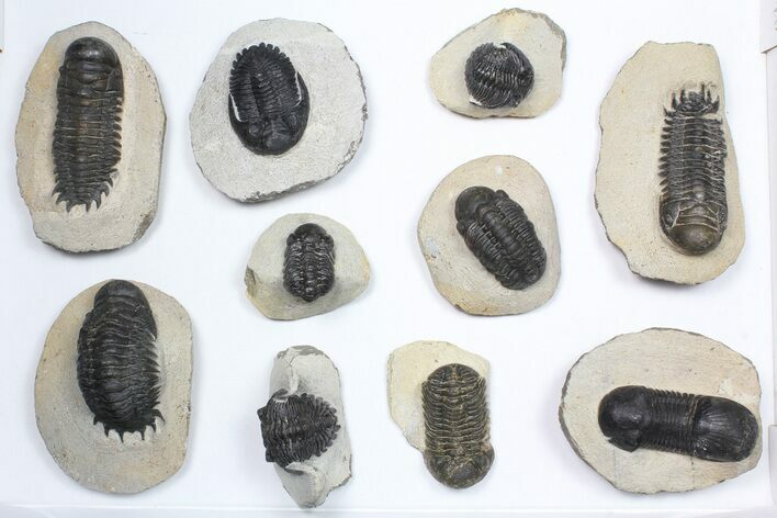 Lot: Assorted Devonian Trilobites - Pieces #84737